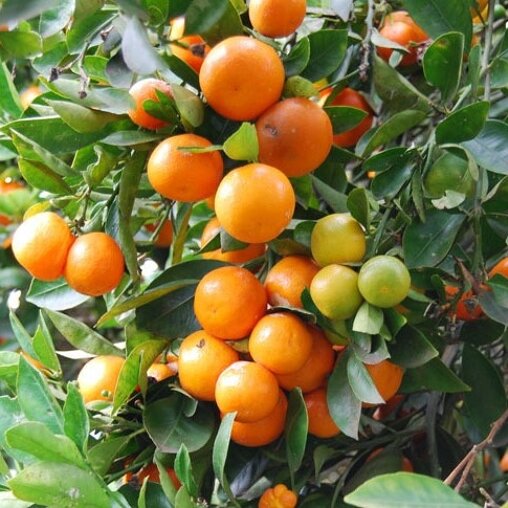Citrus calamondin
